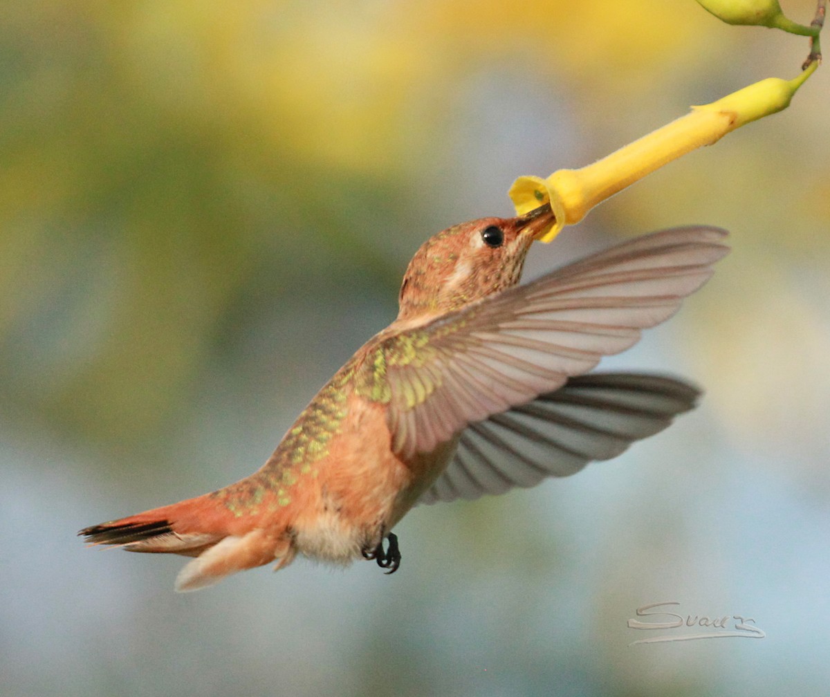 Allen's Hummingbird - ML574830941