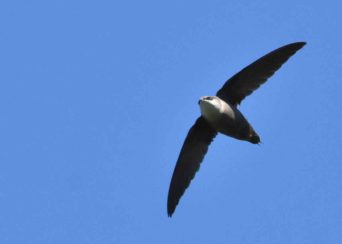 Chimney Swift - Don Carbaugh