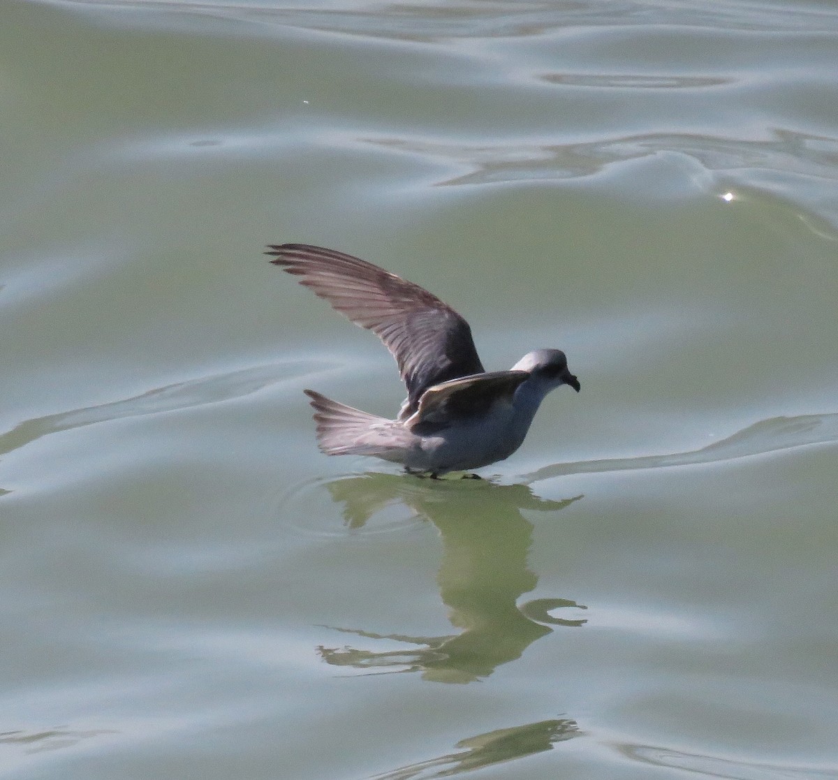 Fork-tailed Storm-Petrel - ML57483311