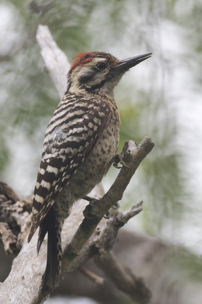 Ladder-backed Woodpecker - ML574833121