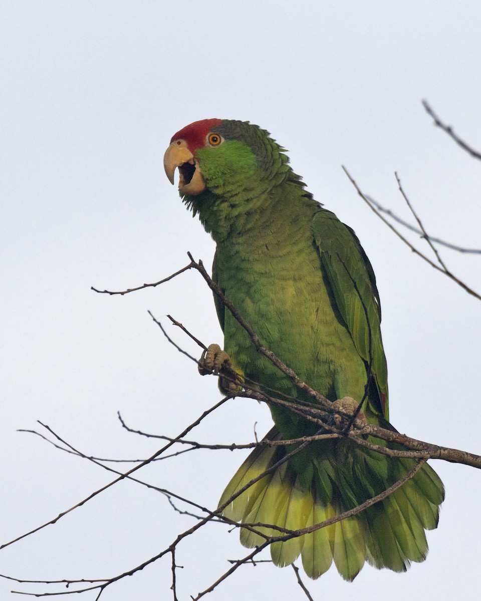 Red-crowned Parrot - ML574833151
