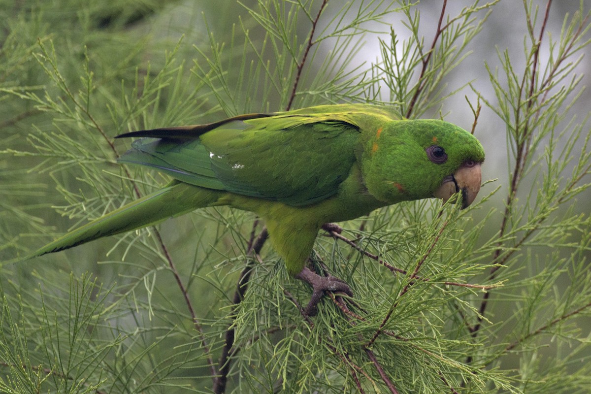 Green Parakeet - ML574833181