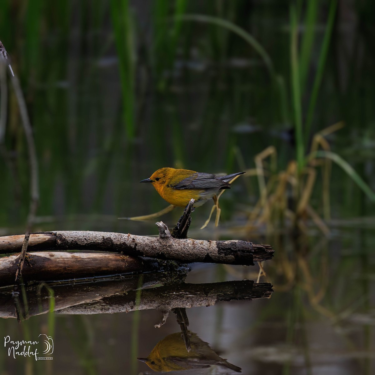 Prothonotary Warbler - ML574834851