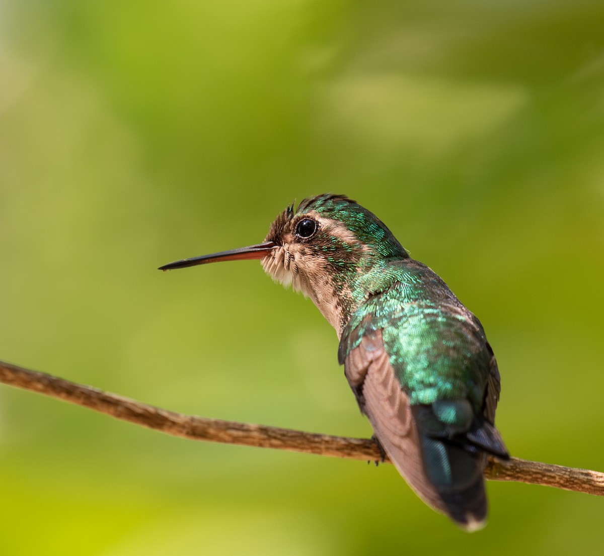 kolibřík cozumelský - ML574839011