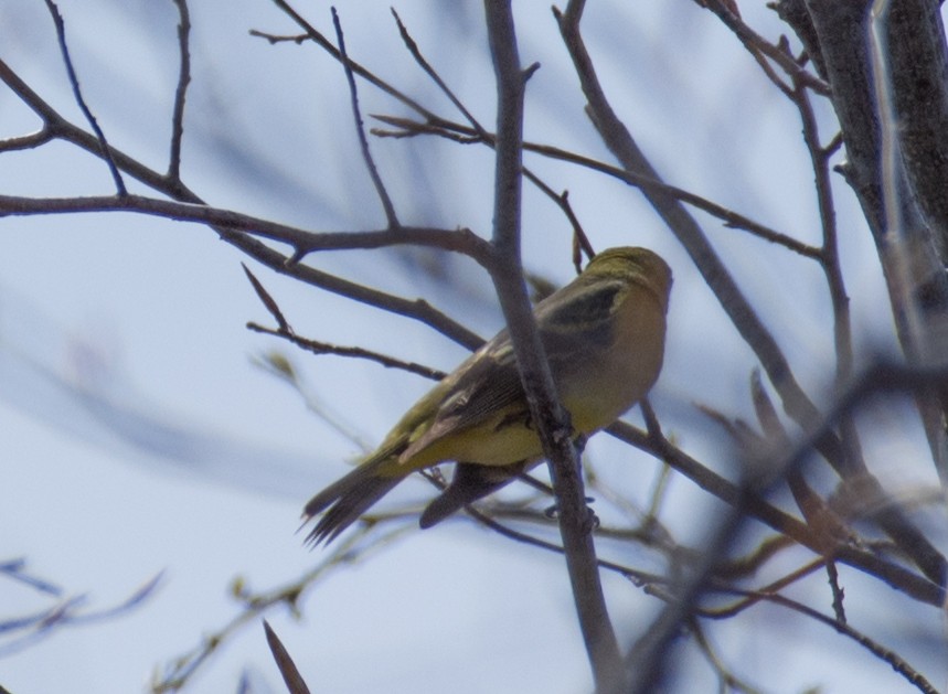 Western Tanager - ML574844121