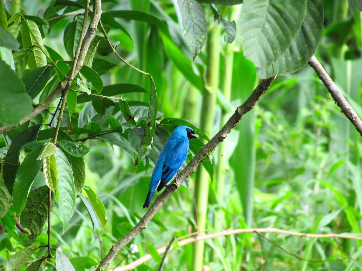 Swallow Tanager - ML574846251