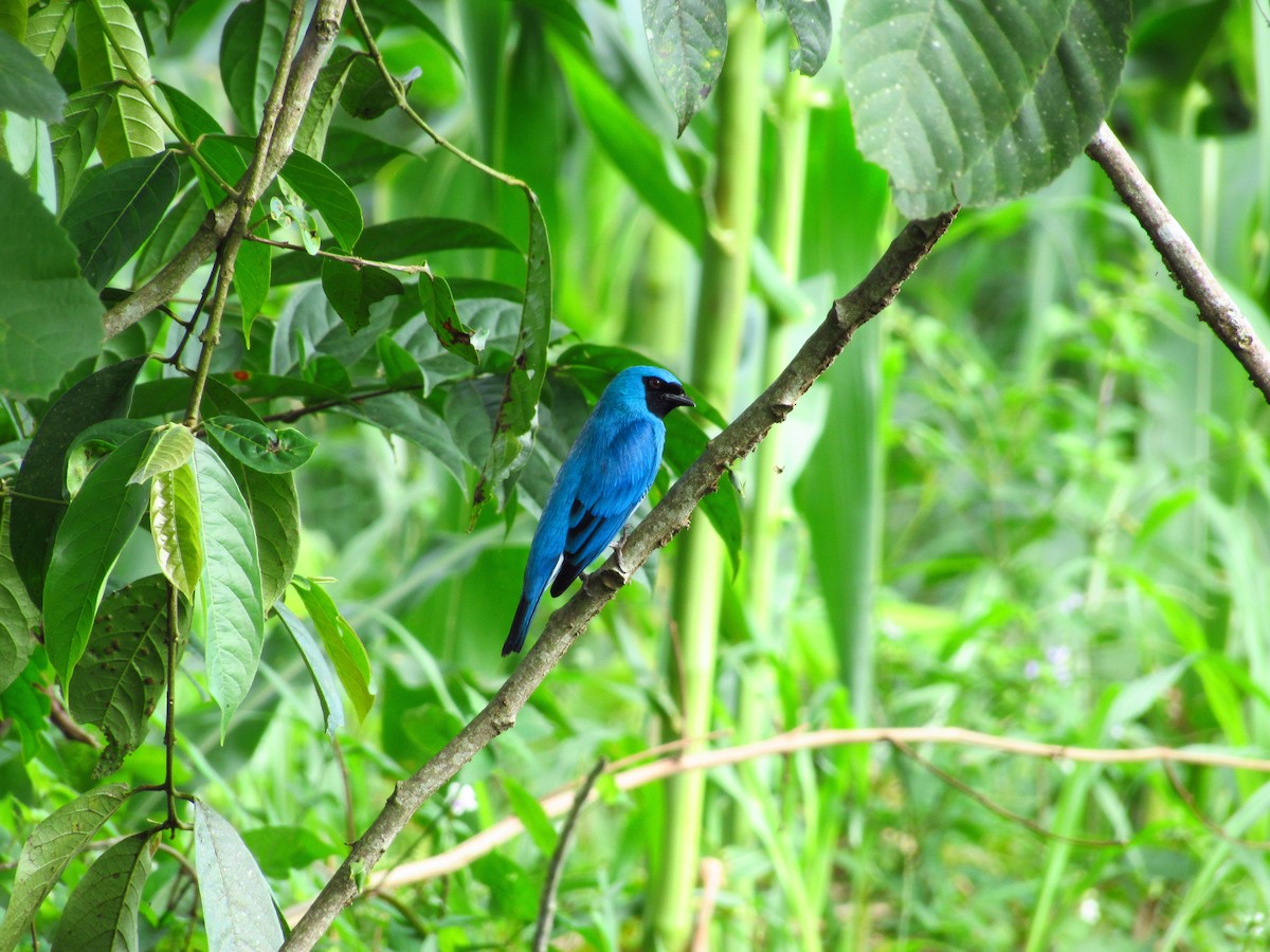 Swallow Tanager - ML574846261