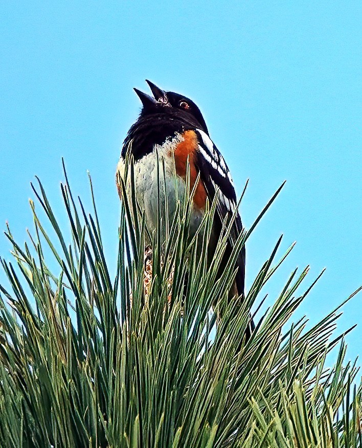Spotted Towhee - ML574848841