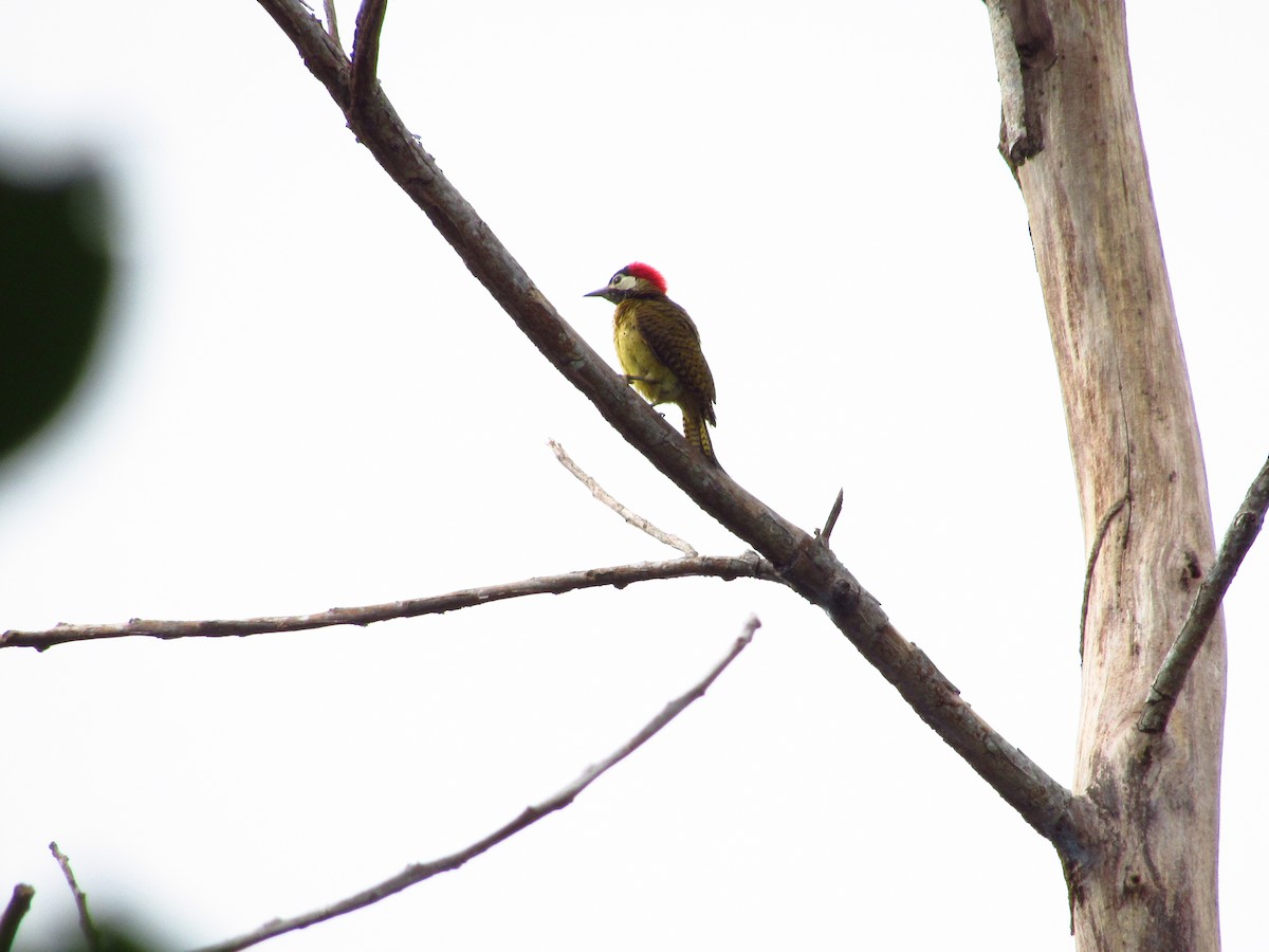 Spot-breasted Woodpecker - Ángel Dolón