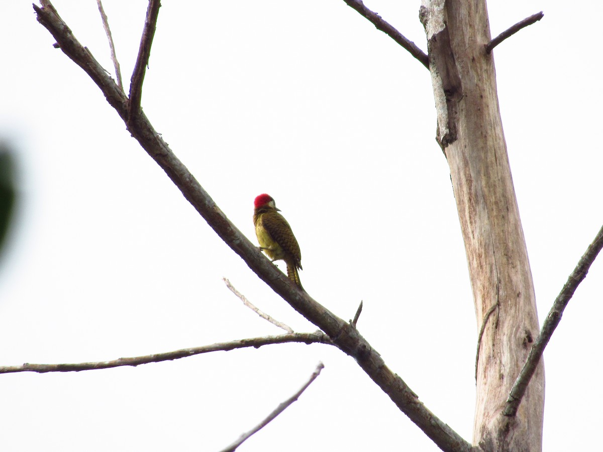 Spot-breasted Woodpecker - ML574849571