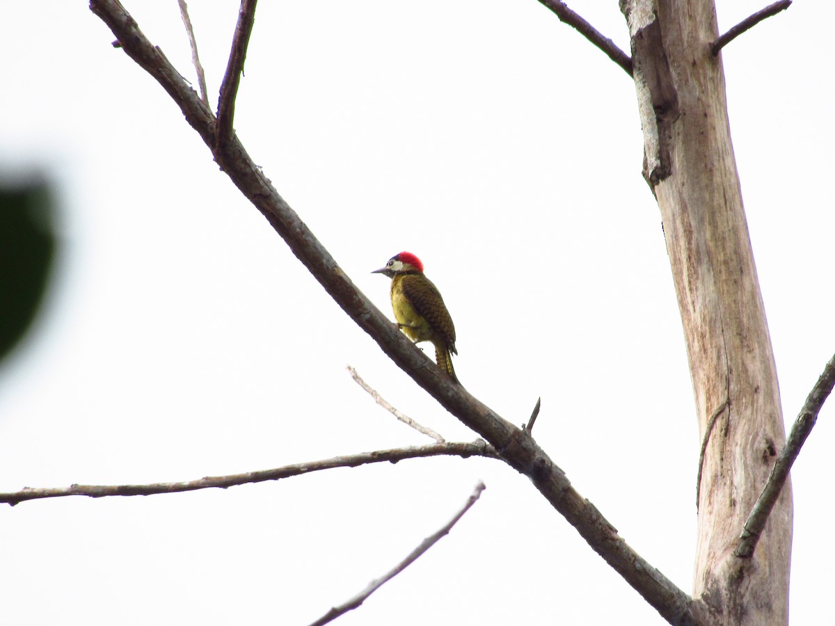 Spot-breasted Woodpecker - ML574849581