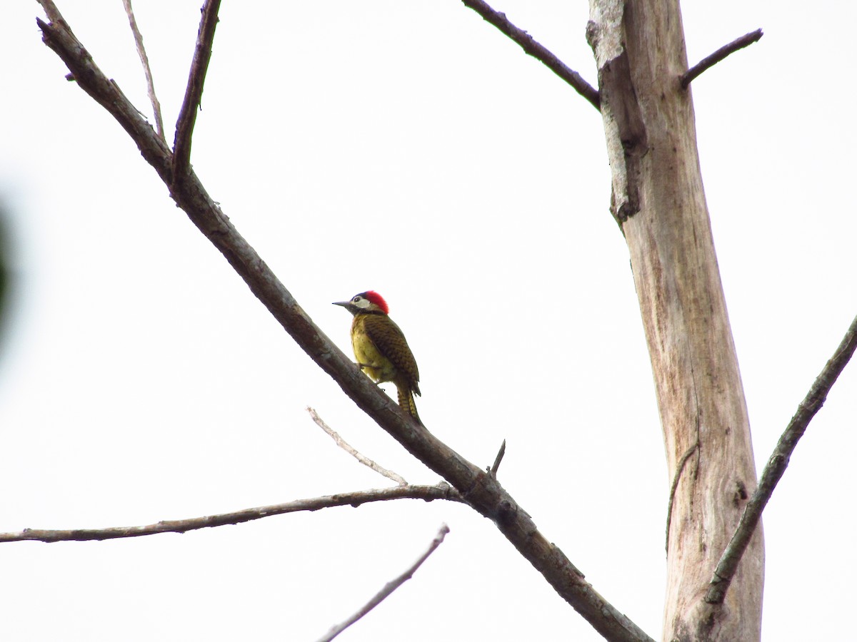 Spot-breasted Woodpecker - ML574849591
