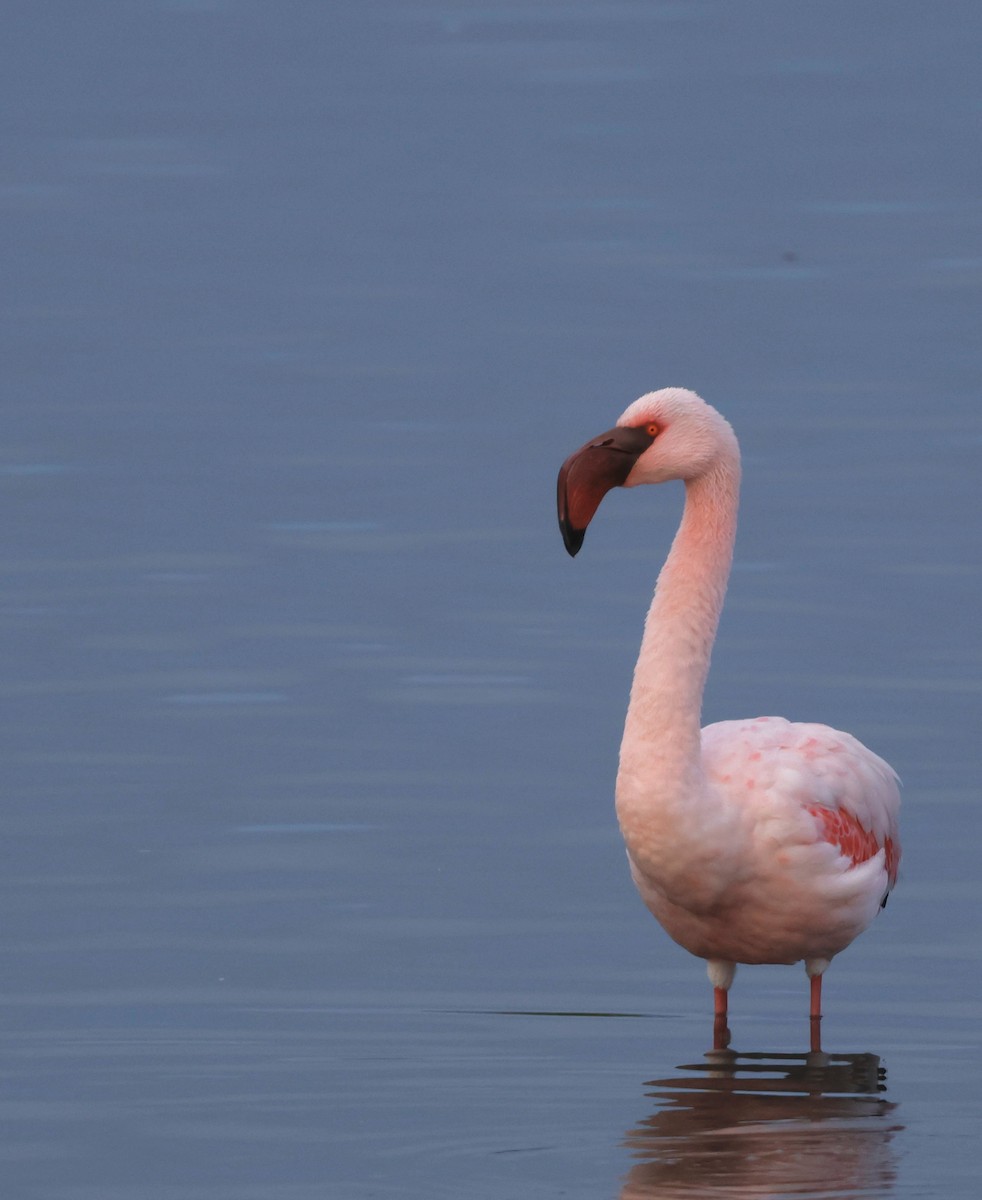 Lesser Flamingo - ML574849841