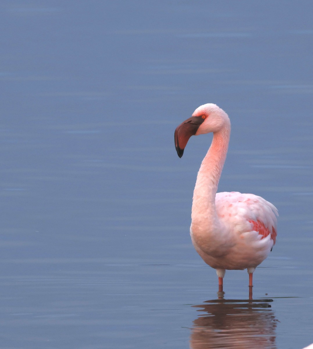 Lesser Flamingo - Luke Goddard