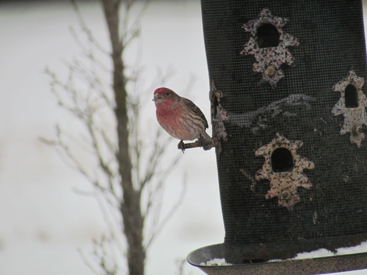 House Finch - Bryce Timmer