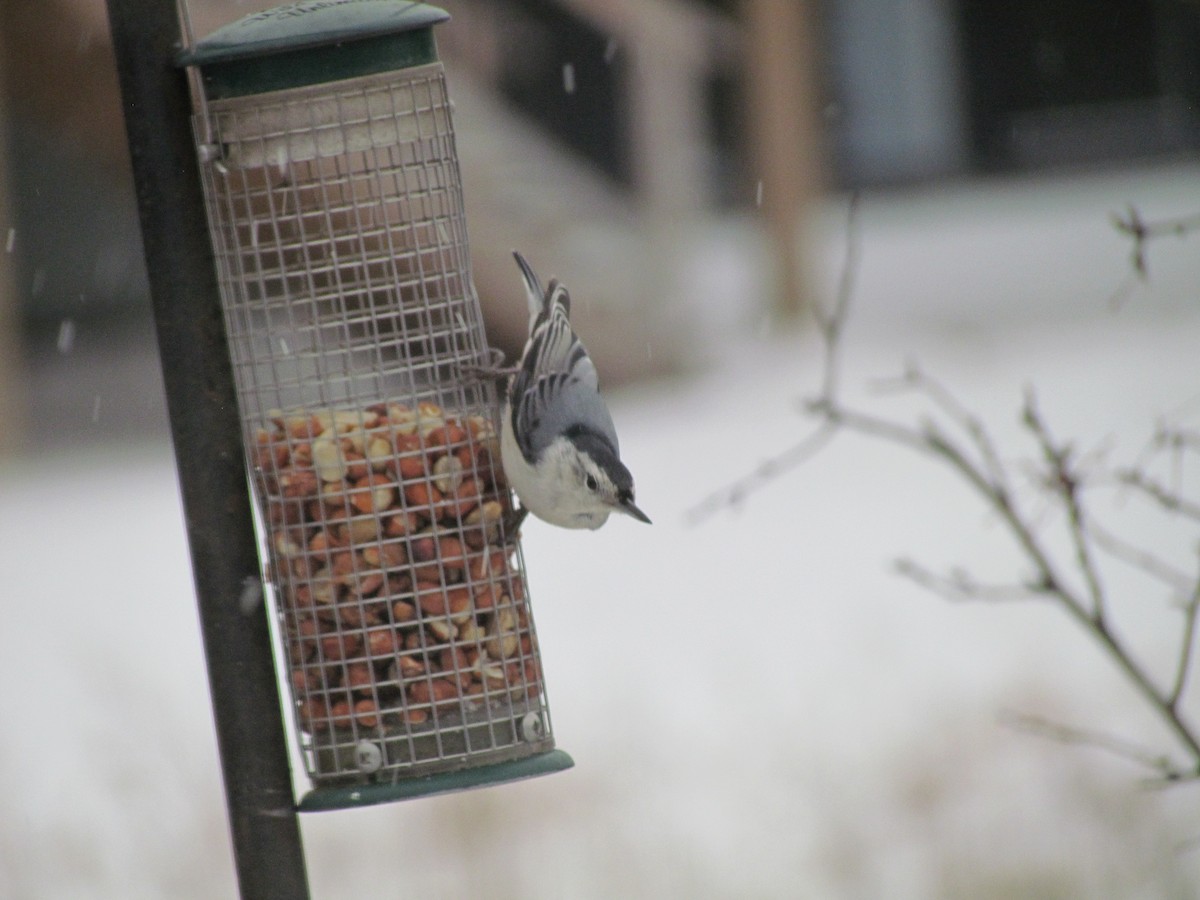 White-breasted Nuthatch - Bryce Timmer