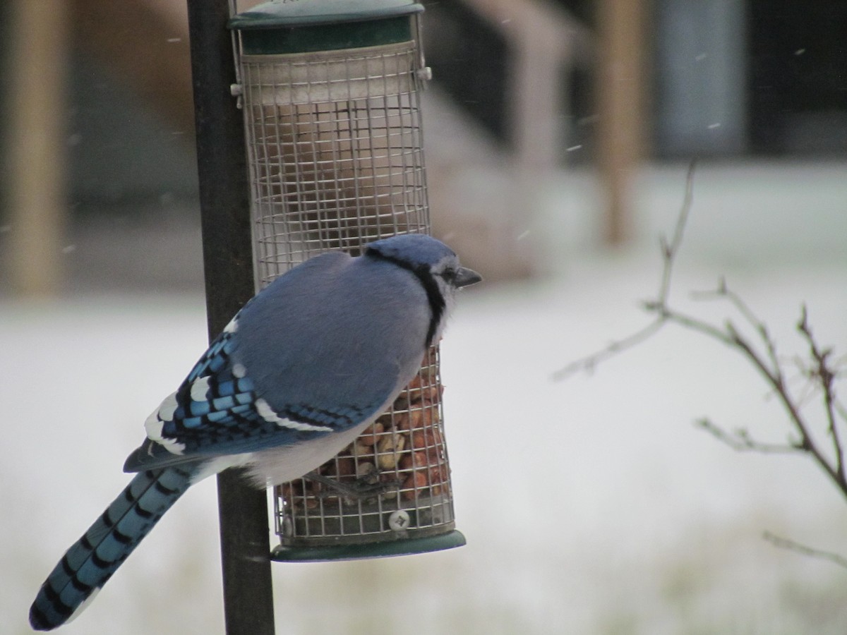 Blue Jay - Bryce Timmer