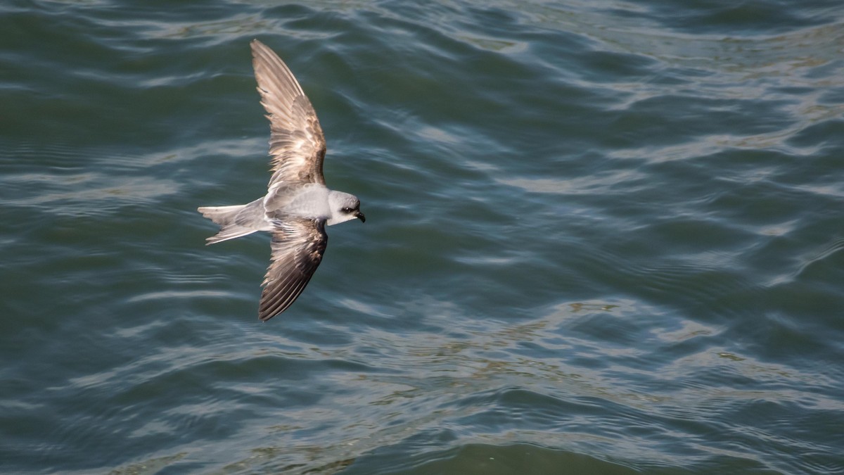Fork-tailed Storm-Petrel - ML57485581