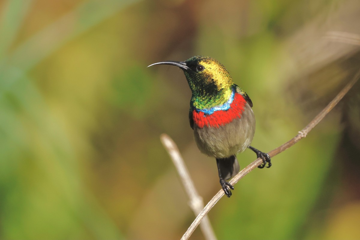 Southern Double-collared Sunbird - ML574857711