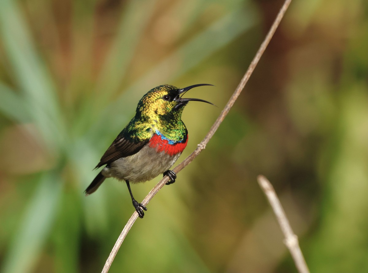 Southern Double-collared Sunbird - ML574857721