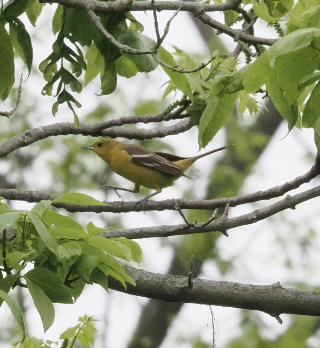 eBird Checklist 13 May 2023 Thornwood Preserve, Greenfield 54 species