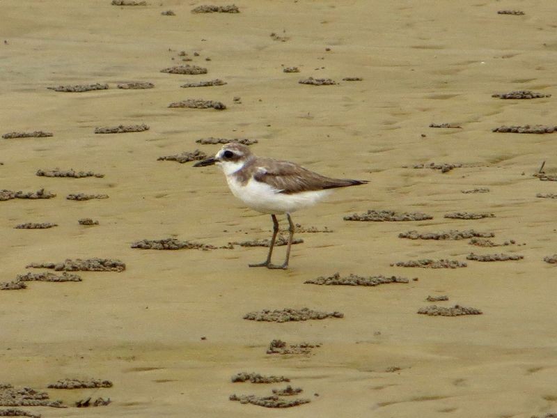 Greater Sand-Plover - Kaichi Huang