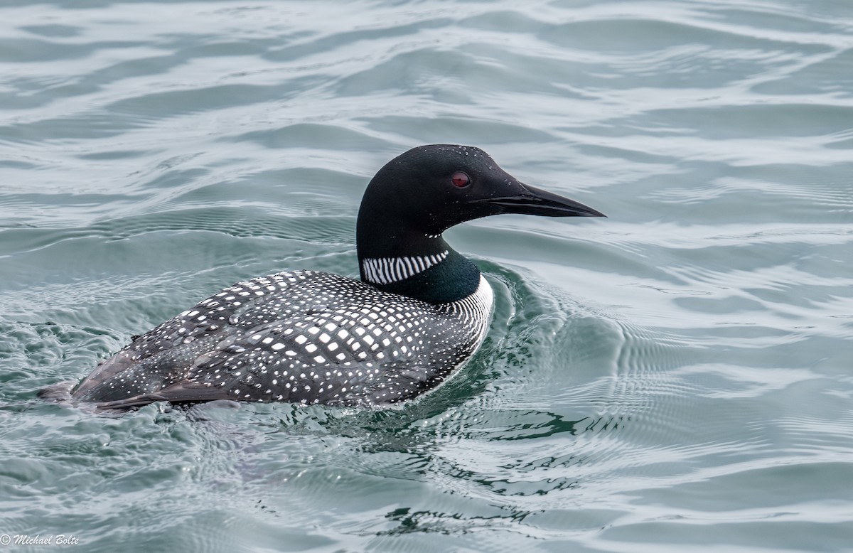 Common Loon - Michael Bolte