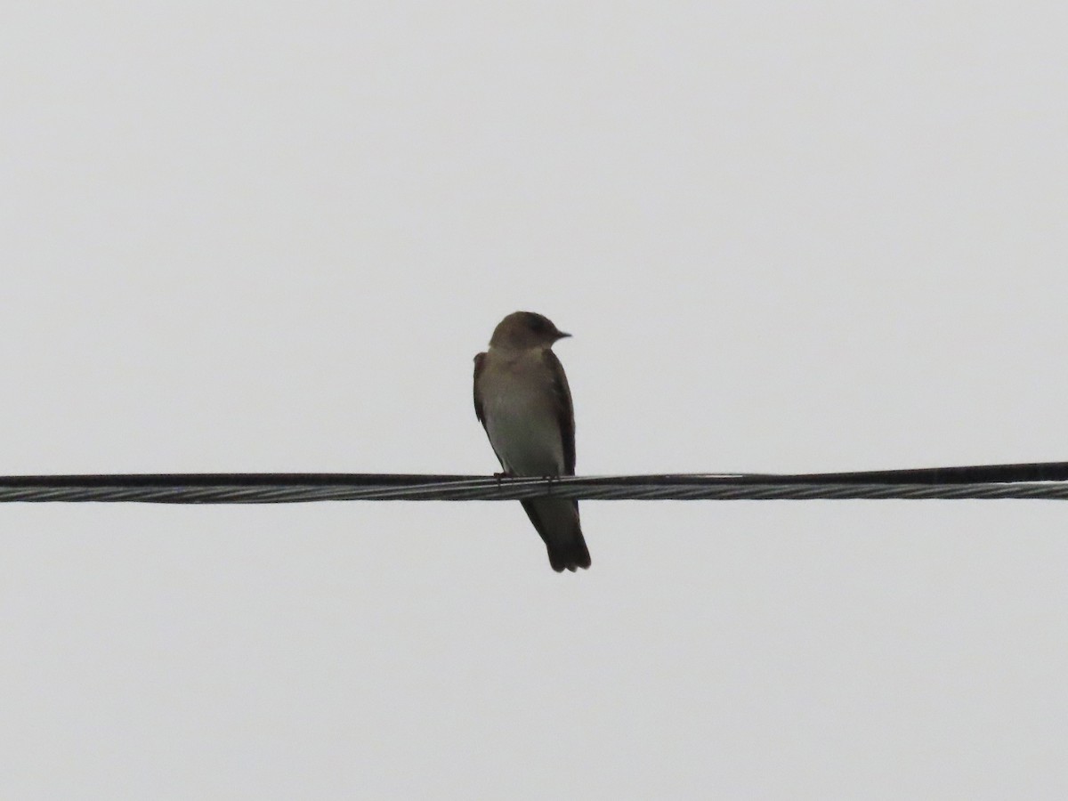 Northern Rough-winged Swallow - ML574863521