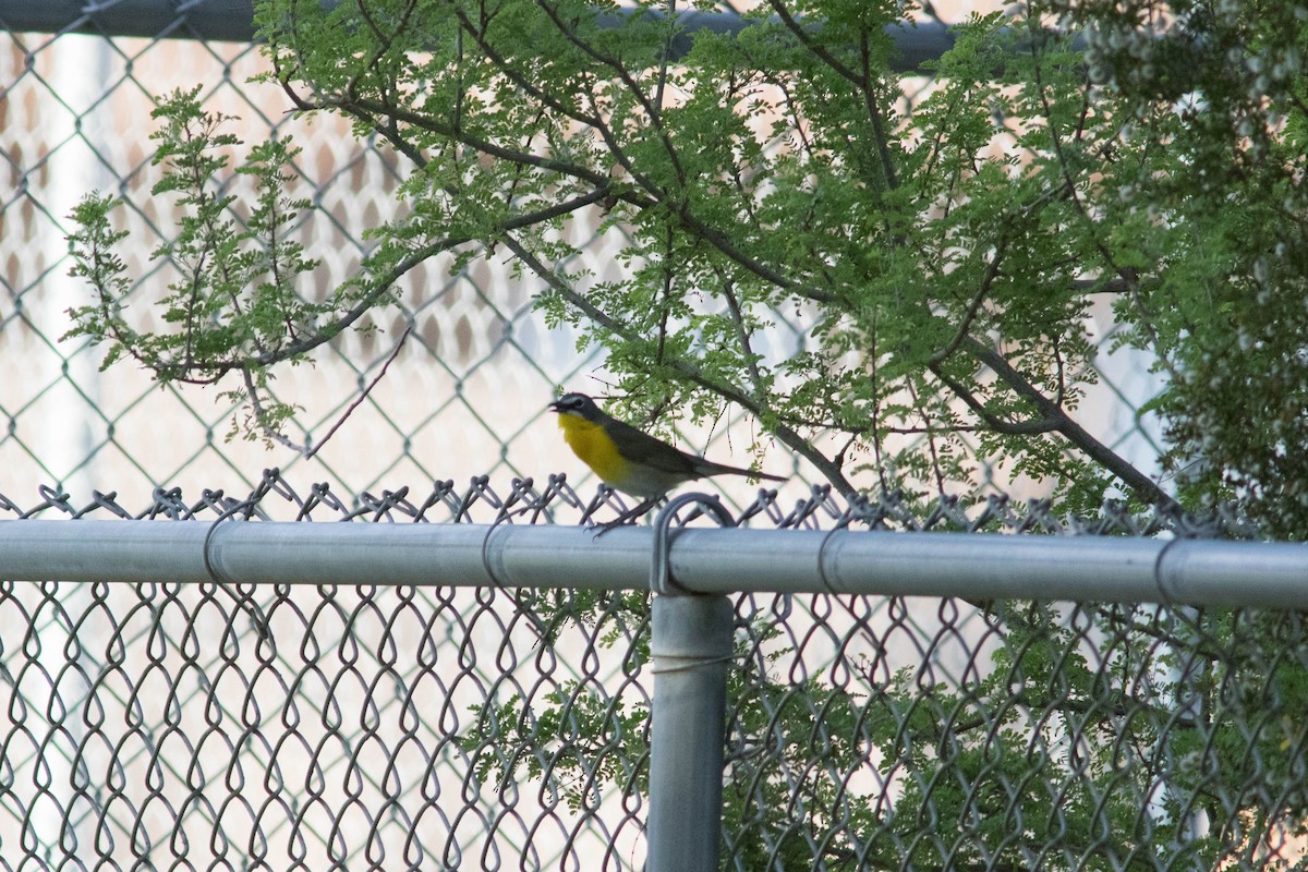 Yellow-breasted Chat - ML574863691