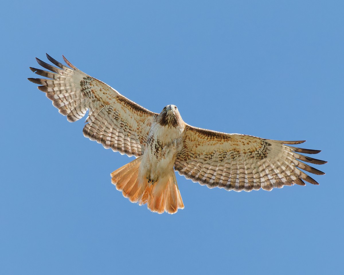 Red-tailed Hawk - ML574864521