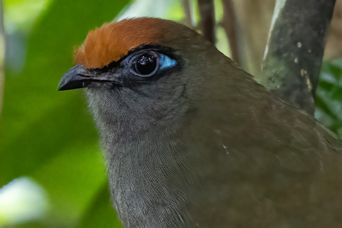 Red-fronted Coua - ML574867581