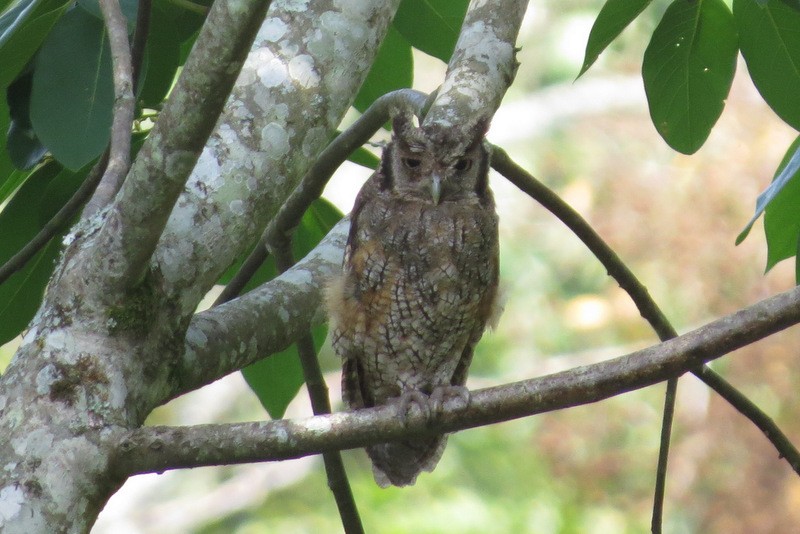Tropical Screech-Owl - Jeff Harding