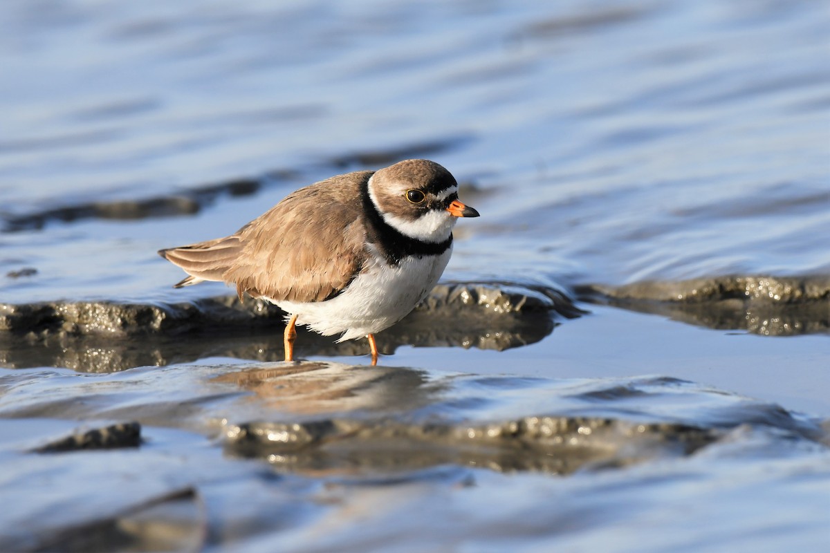 Semipalmated Plover - ML574871191