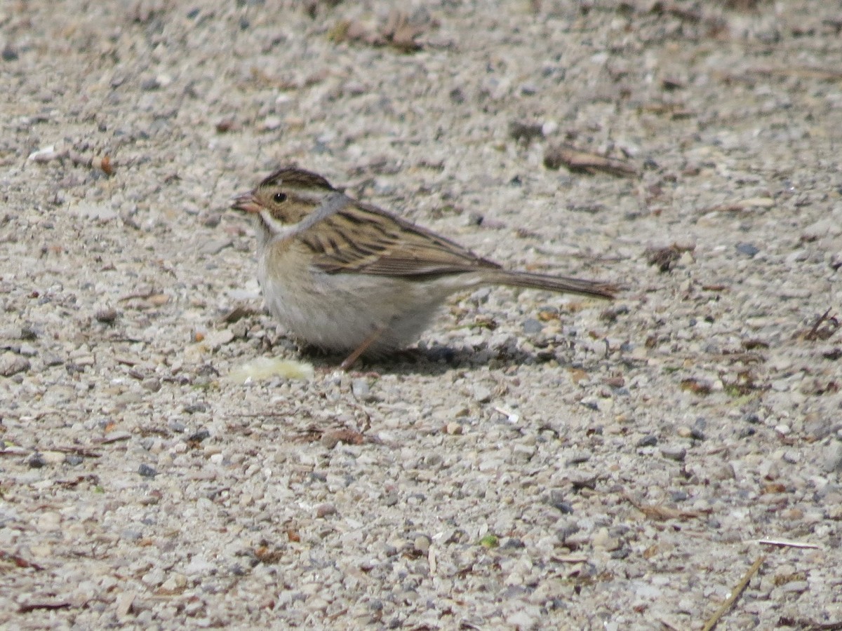 Clay-colored Sparrow - ML574871371