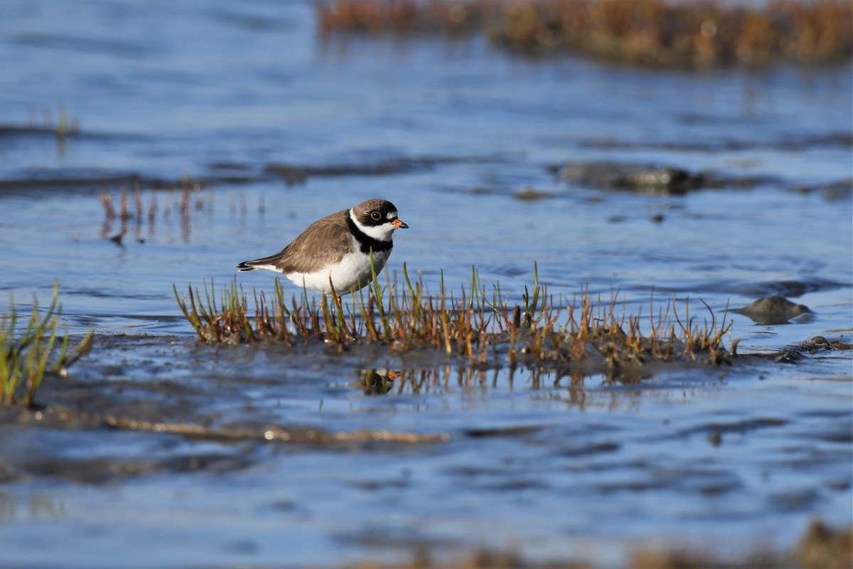 Semipalmated Plover - ML574871671