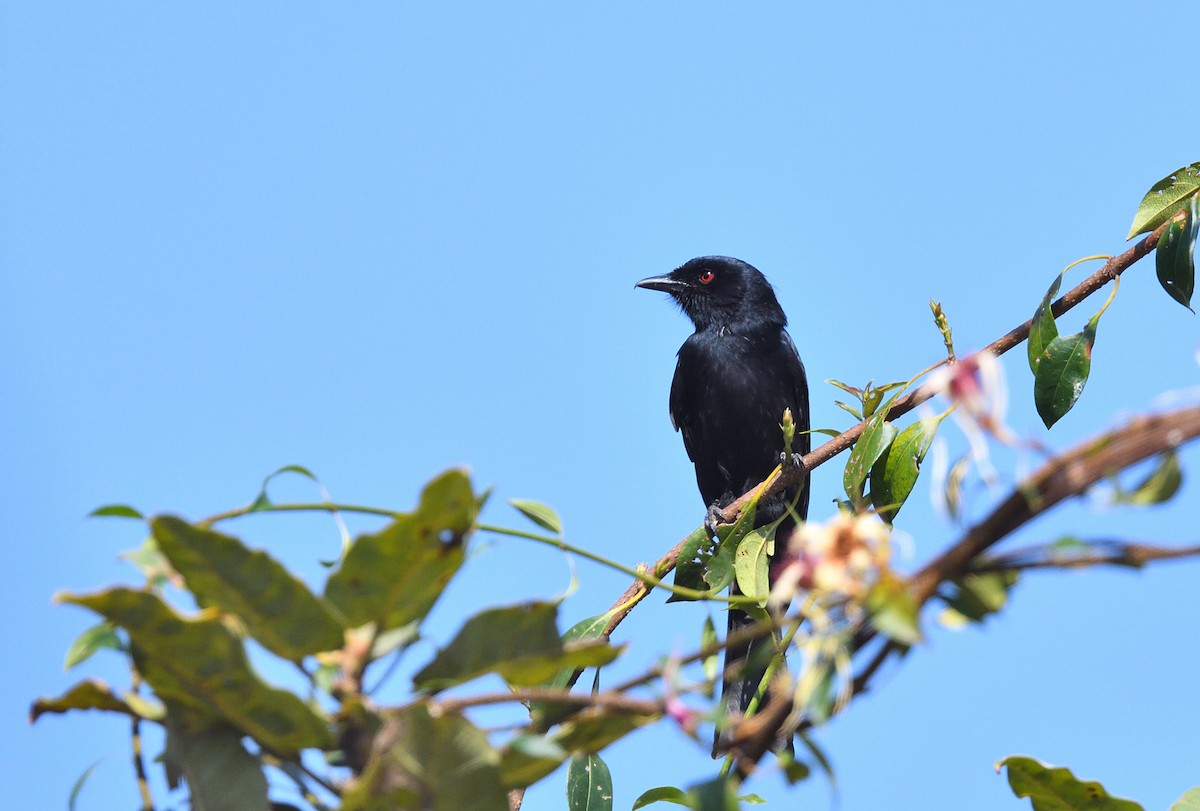 Fork-tailed Drongo (Glossy-backed) - ML574874151
