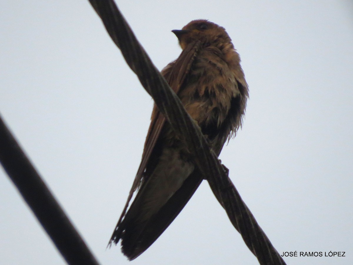 Northern Rough-winged Swallow - ML574876401