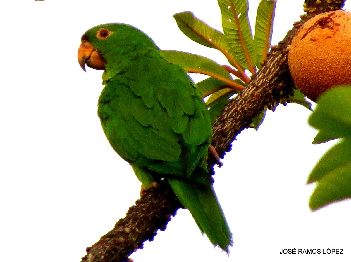 Green/Pacific Parakeet - ML574877841