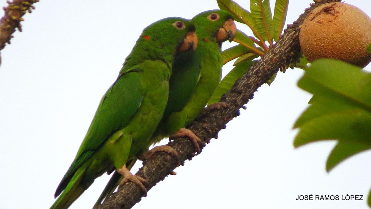 Green/Pacific Parakeet - ML574877851