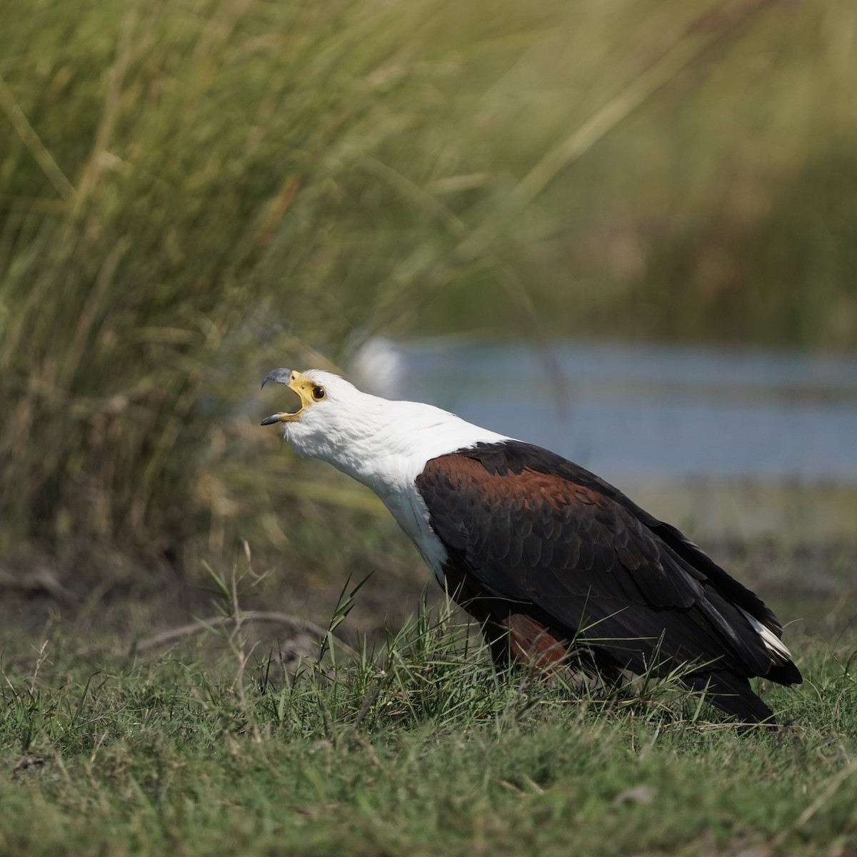 African Fish-Eagle - ML574877901