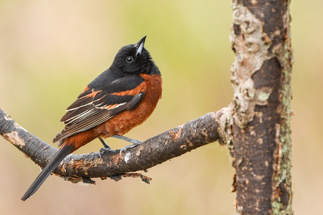 Hooded Oriole - eBird