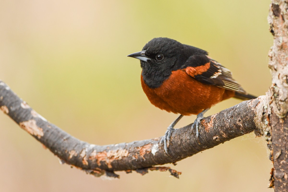 Orchard Oriole - ML574878521