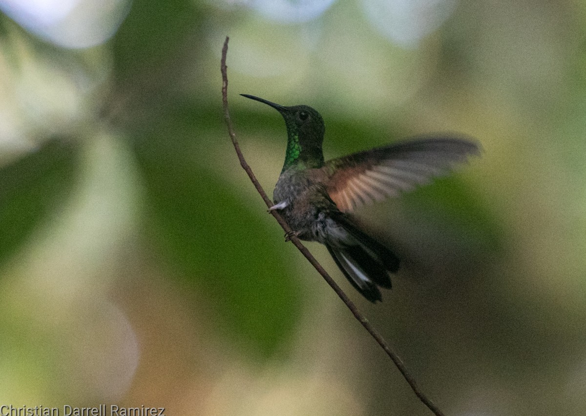 Stripe-tailed Hummingbird - ML574878831