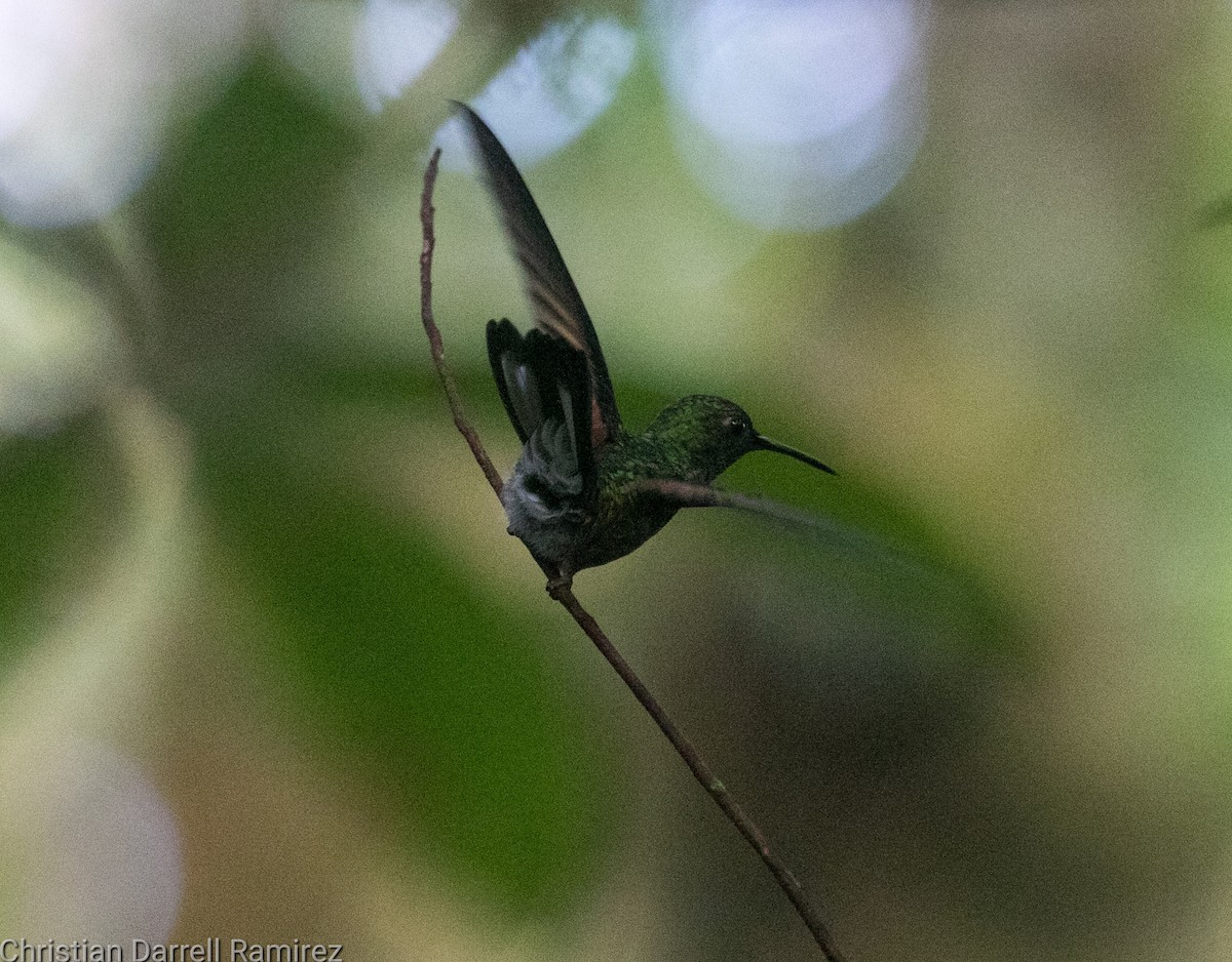 Stripe-tailed Hummingbird - ML574878841