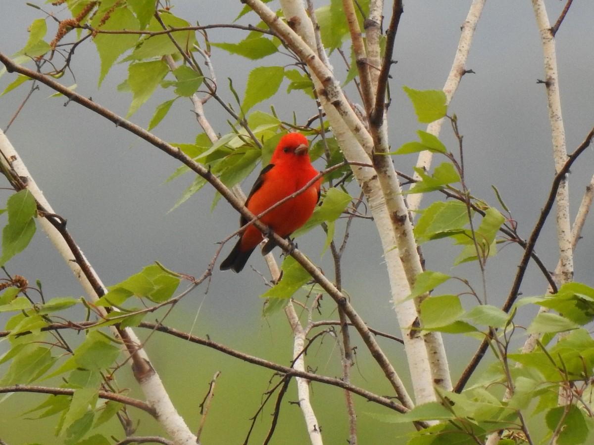 Scarlet Tanager - ML574880481