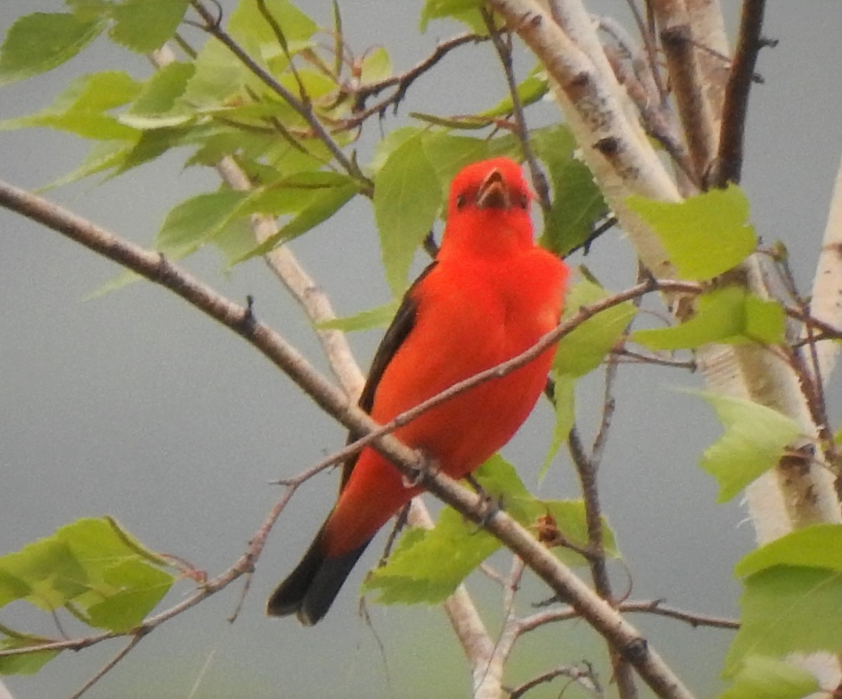 Scarlet Tanager - ML574880661