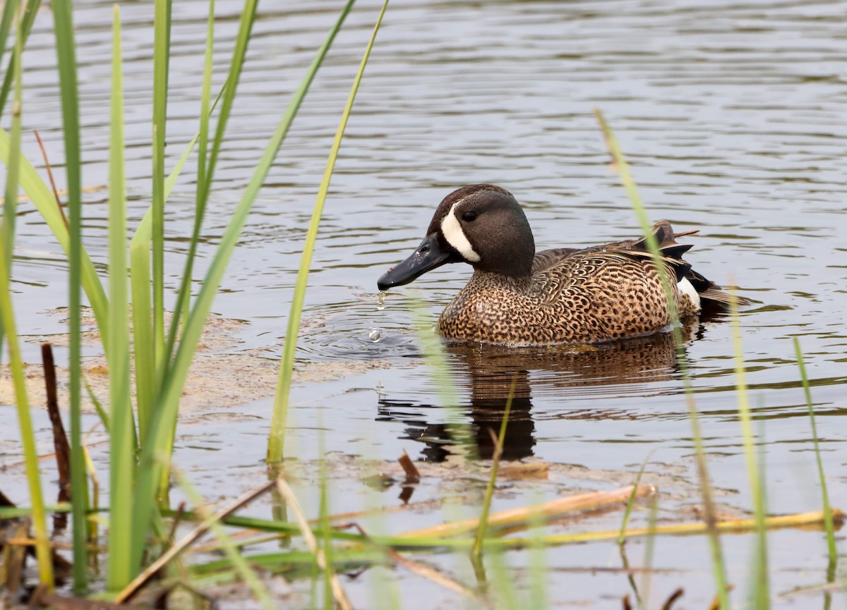 Blue-winged Teal - ML574880731
