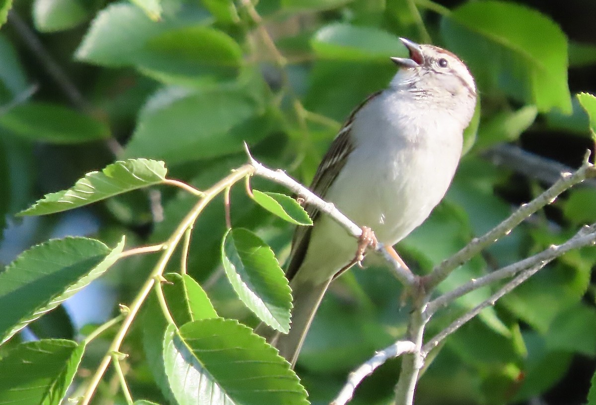 Chipping Sparrow - ML574881341
