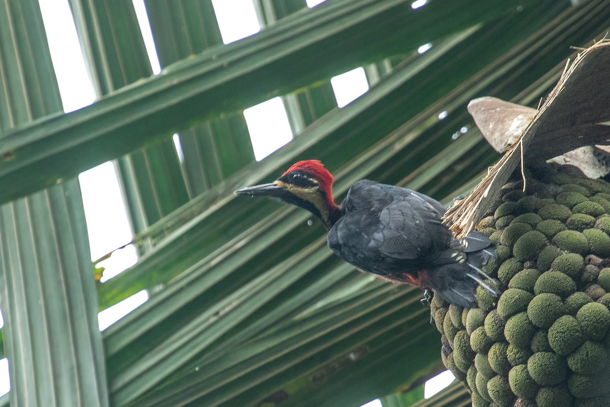 Crimson-bellied Woodpecker (Splendid) - ML574882611