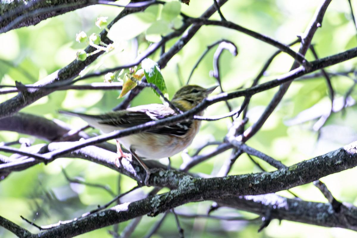 Bay-breasted Warbler - ML574883161